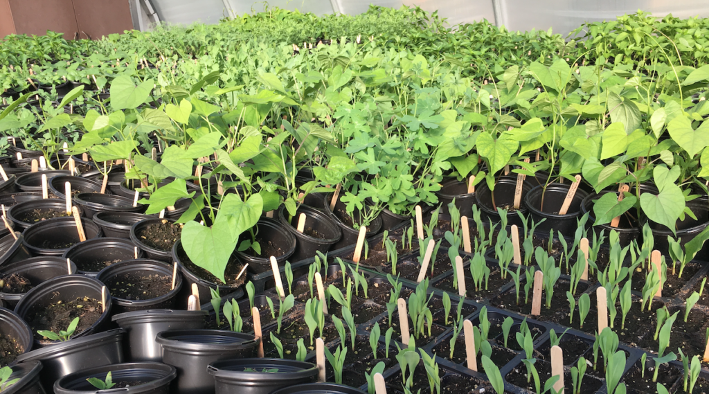 Rare & Unusual Plant Sale Southside Community Land Trust