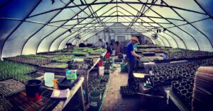 inside CIty Farm greenhouse