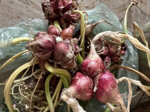 Egyptian onions